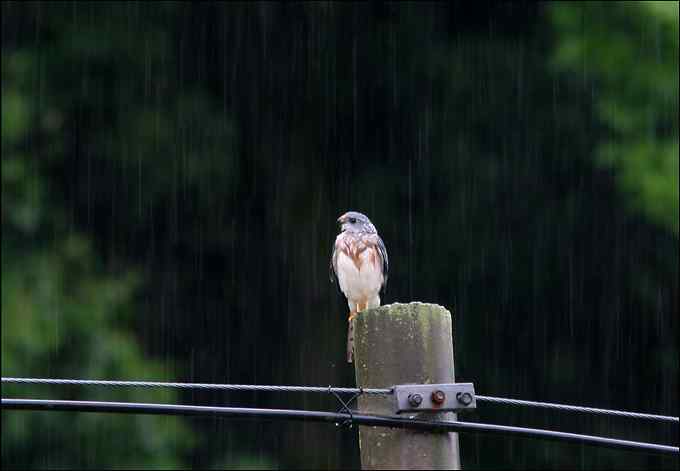 to be, or not to be 赤腹鹰