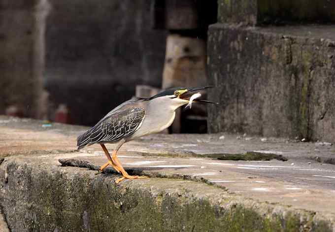 绿鹭,专心致志的渔夫 绿鹭,专心致志的渔夫