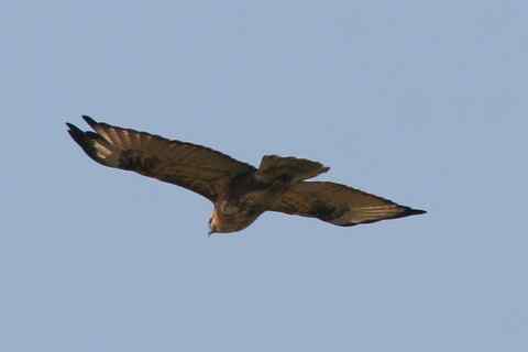 拍到了鵟! 拍到了鵟!