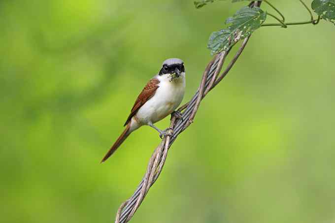 在世俗与自然之间穿行