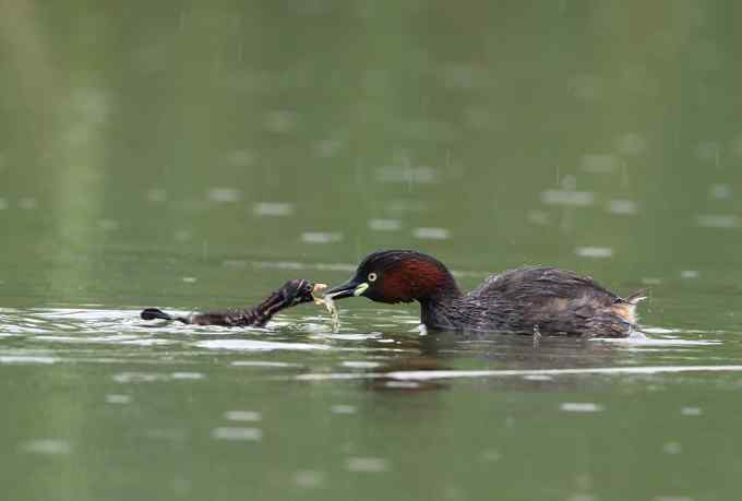 小鸊鷉一家的幸福生活