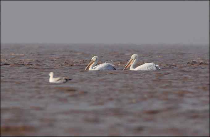 惊鸿一瞬间 东方白鹳！