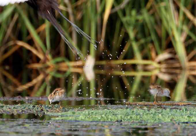 水雉 水凤凰的故事