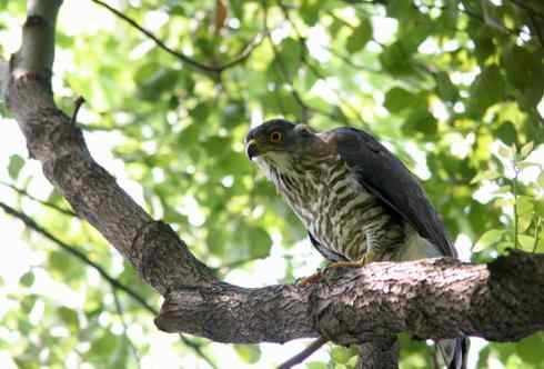死死地瞪着我的凤头鹰，狭路相逢！