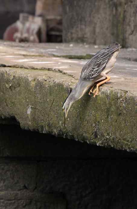 绿鹭，专心致志的渔夫