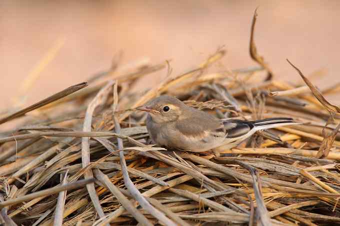 白冠长尾雉及其他——董寨拍鸟系列之三