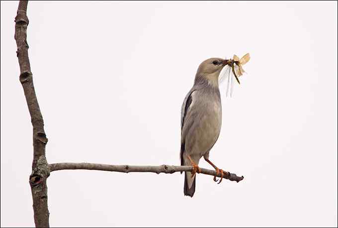 啄木鸟——婺源拍鸟系列之三