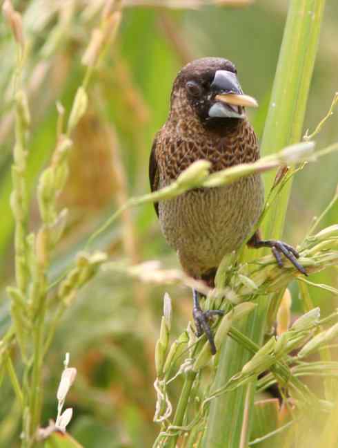 稻田里的“小贼” 白腰文鸟啄食稻谷