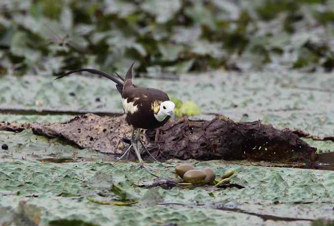 水雉 水凤凰的故事