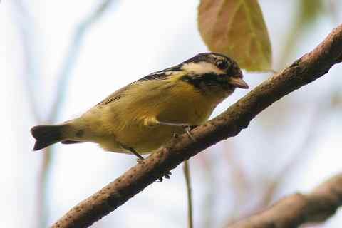 新鸟种：黄腹山雀