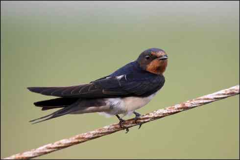 第三种燕子 崖沙燕