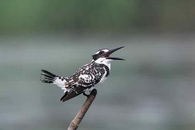 摄影师大山雀痛快拍斑鱼狗