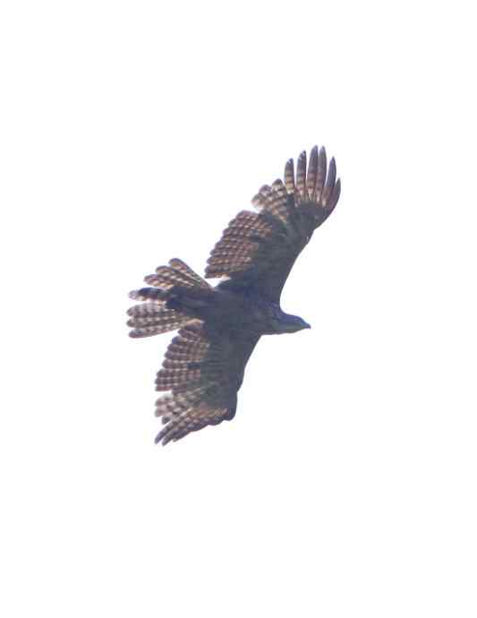 强逆光下的鹰雕