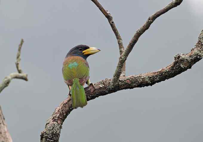 啄木鸟——婺源拍鸟系列之三 啄木鸟——婺源拍鸟系列之三