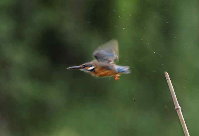 小小翠鸟，哥俩好，真可爱