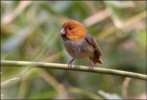 田园将芜胡不归 短尾鸦雀