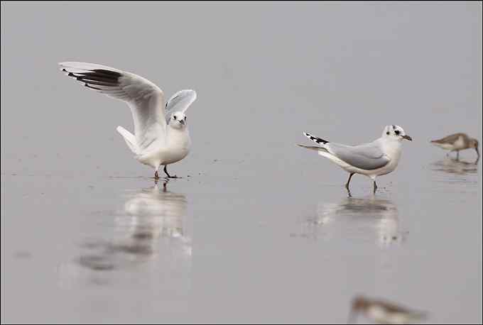 吃沙蚕的黑嘴鸥：我扯我扯，我扯扯扯！