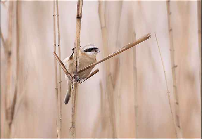 过瘾!银喉长尾山雀 过瘾!银喉长尾山雀