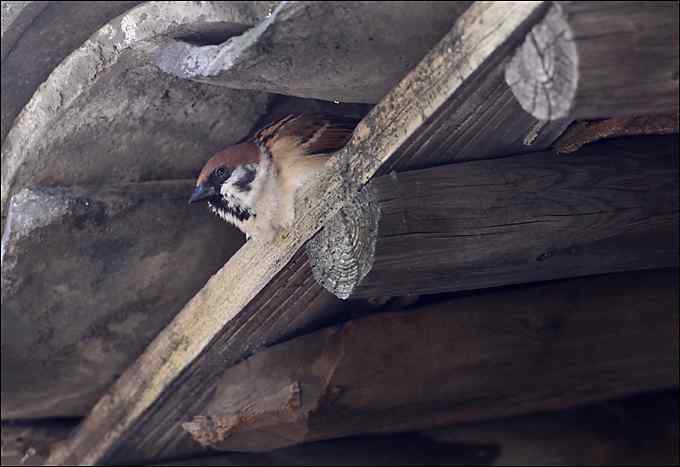 红头长尾山雀叼着一只蜘蛛！