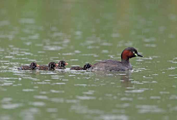 小鸊鷉一家的幸福生活