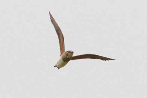 杭州湾湿地拍到的普通燕鸻