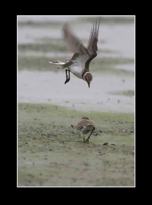 斗鸻？斗狠！金眶鸻