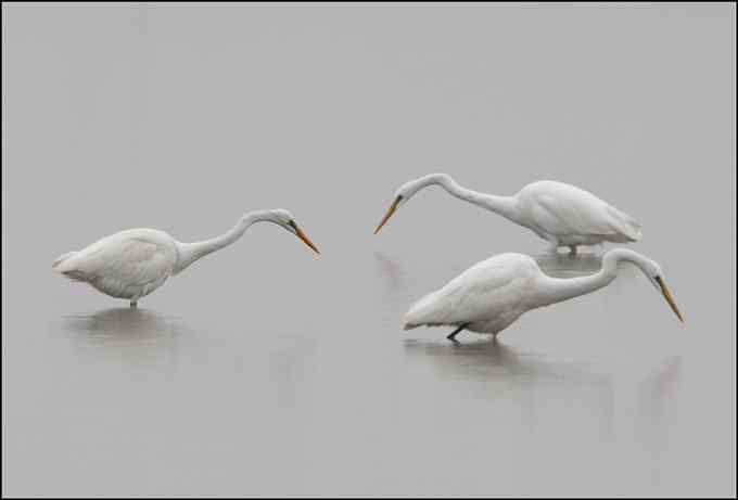 大白鹭挺可爱的