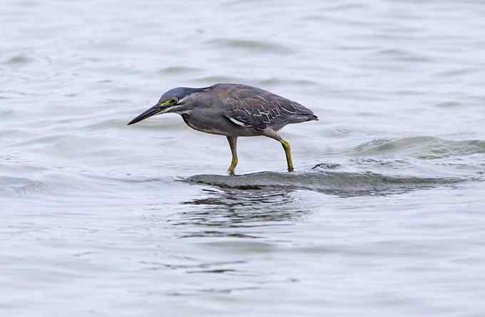 绿鹭,专心致志的渔夫 绿鹭,专心致志的渔夫