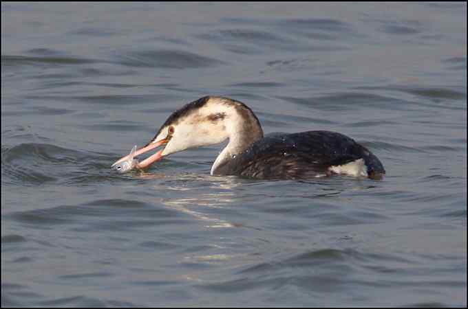 本地常见冬候鸟 凤头鸊鷉