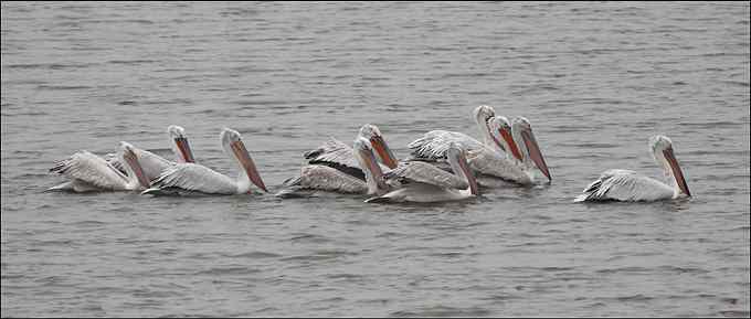 我与鹈鹕有个约会