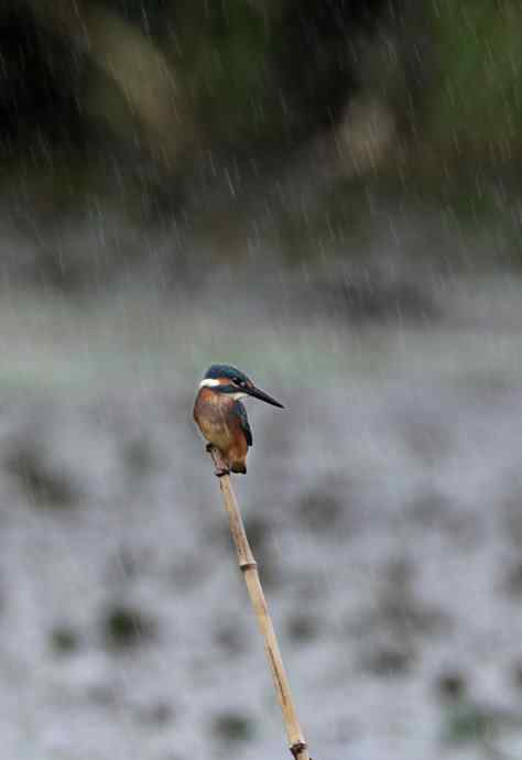 一只翠鸟站在台风“莫拉克”带来的风雨中