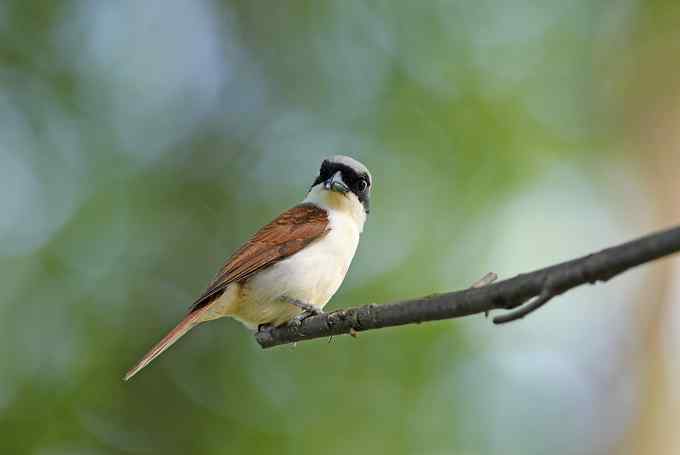 白冠长尾雉及其他——董寨拍鸟系列之三