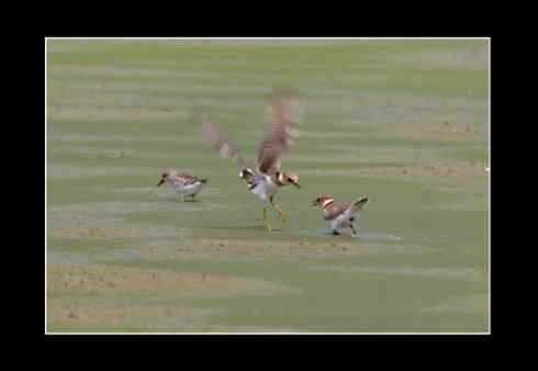 斗鸻？斗狠！金眶鸻