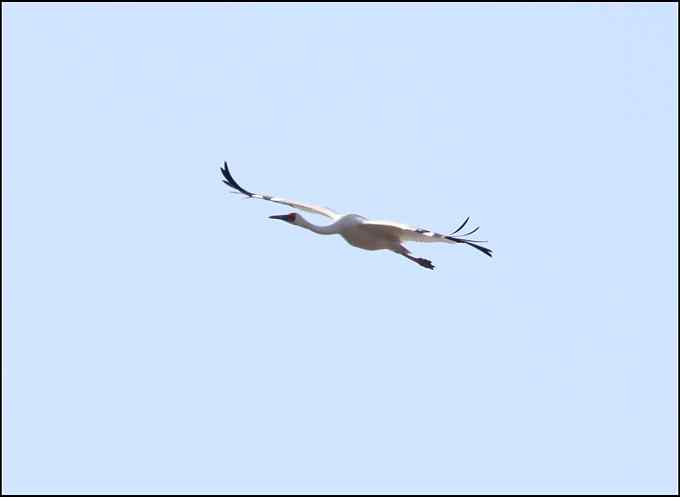 惊鸿一瞬间 东方白鹳！