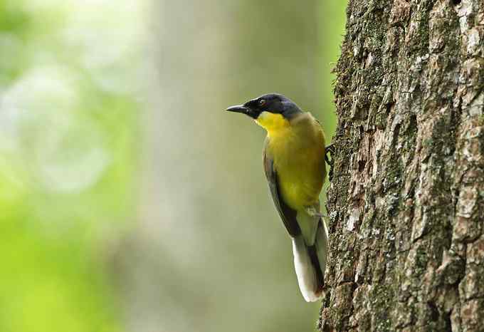 靛冠噪鹛——婺源拍鸟系列之二