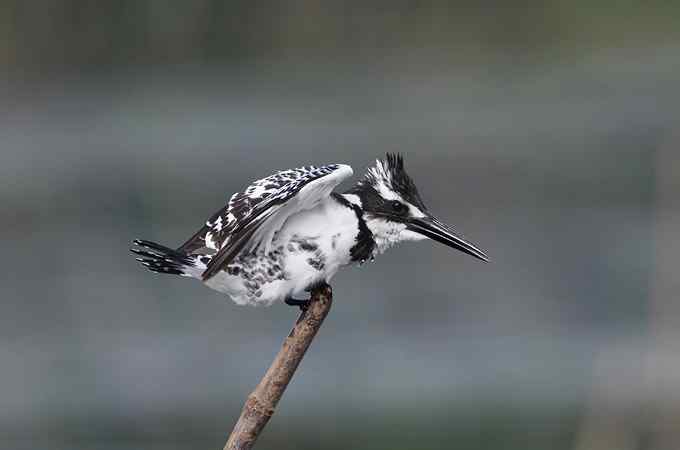 摄影师大山雀痛快拍斑鱼狗