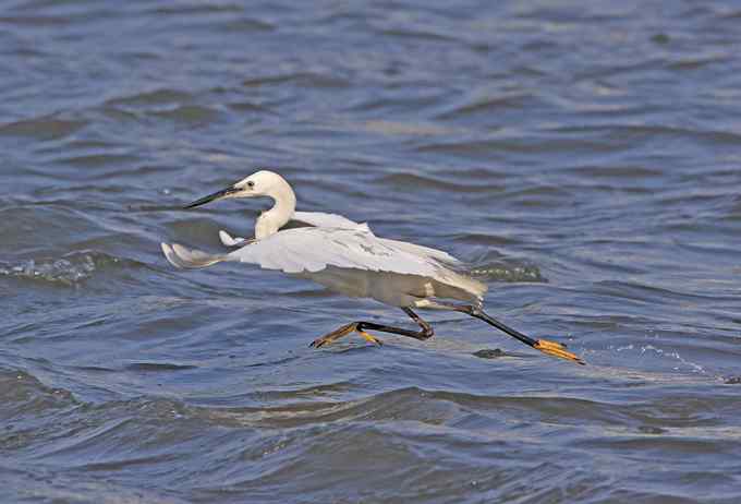 白鹭们凌波微步捕鱼忙