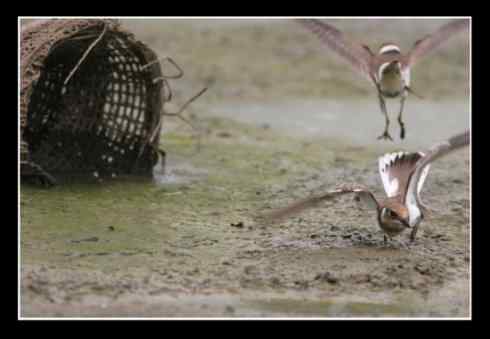 斗鸻？斗狠！金眶鸻