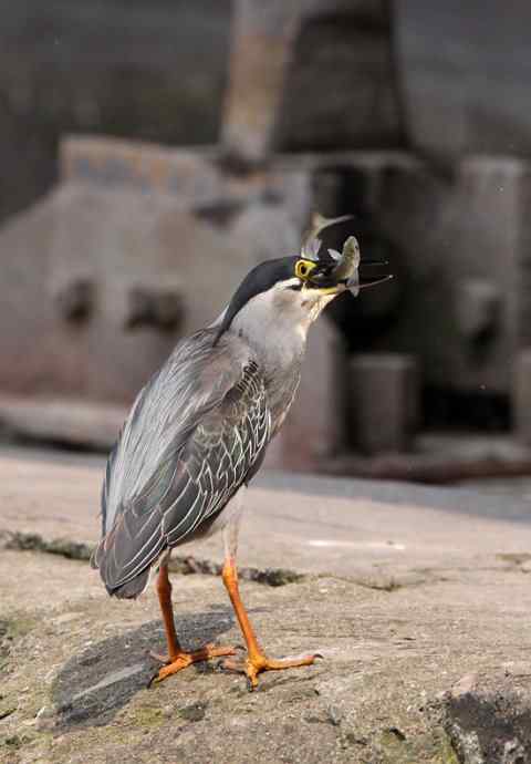 绿鹭,专心致志的渔夫 绿鹭,专心致志的渔夫