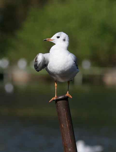 嗨，握个手！昆明红嘴鸥