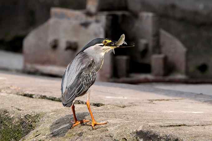 绿鹭,专心致志的渔夫 绿鹭,专心致志的渔夫
