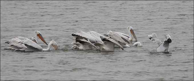 我与鹈鹕有个约会