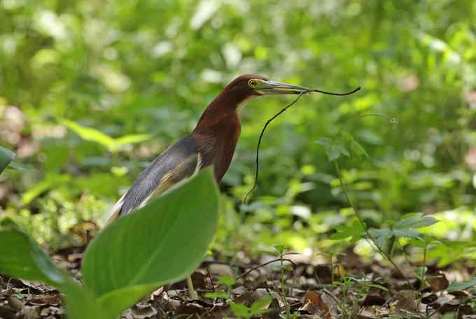 宁波大学拍鸟记