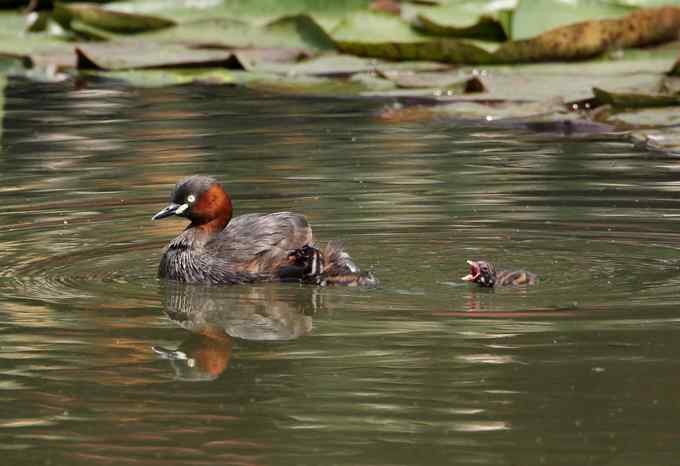 小鸊鷉一家的幸福生活