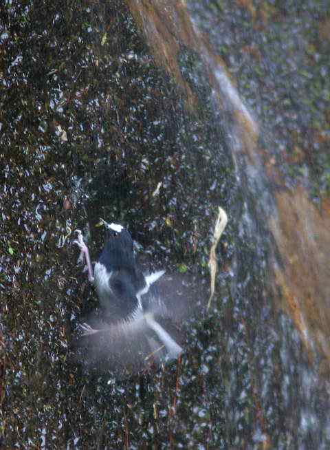 瀑布旁攀岩捉虫的小燕尾