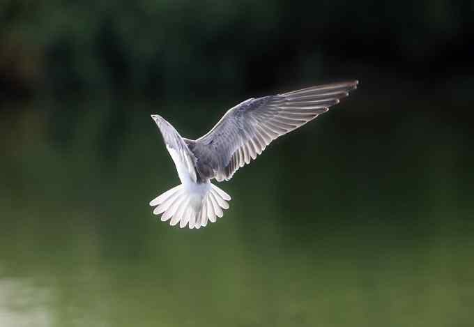 白翅浮鸥是燕鸥的一种