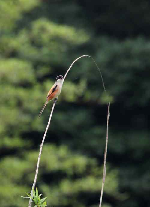 一个小妖怪 雪白的妖怪