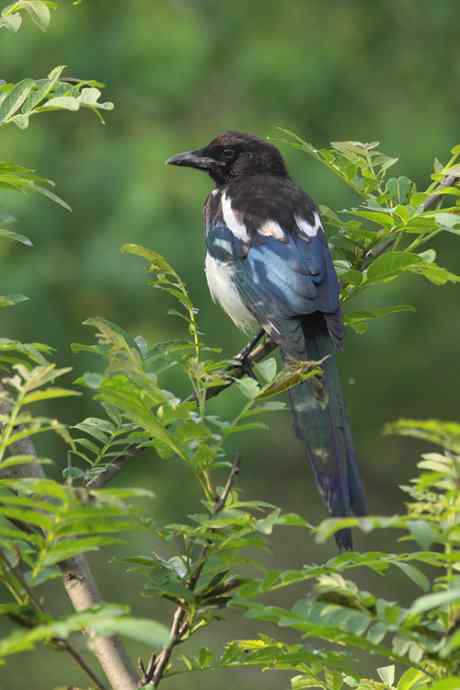 白冠长尾雉及其他——董寨拍鸟系列之三