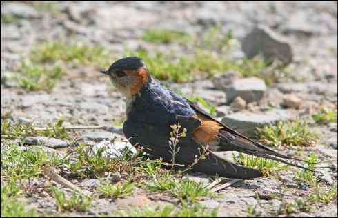 第三种燕子 崖沙燕