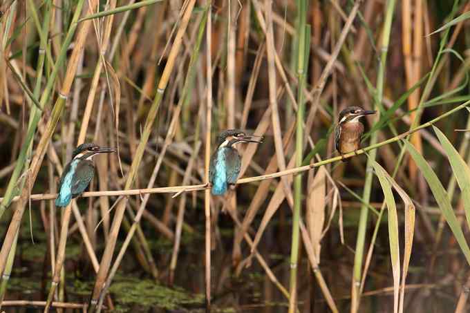 小小翠鸟，哥俩好，真可爱